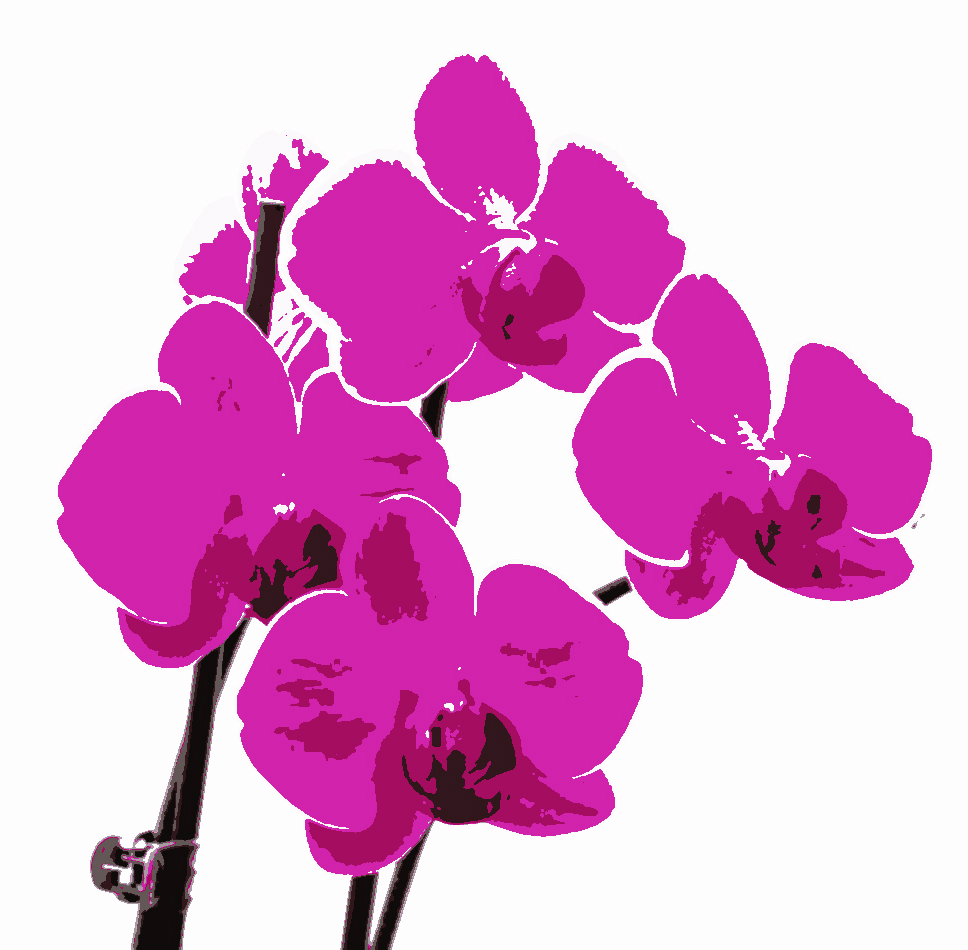 phalaenopsis