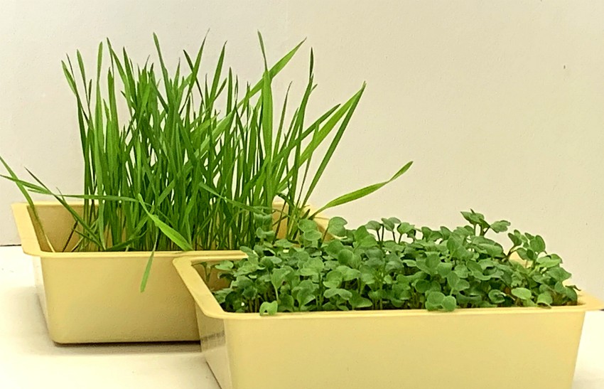 mini greenhouse