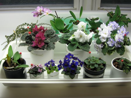 assorted african violets