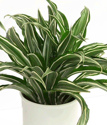 Dracaena Warnecki