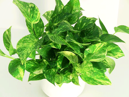 Pothos Golden