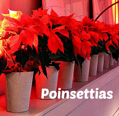 poinsettias