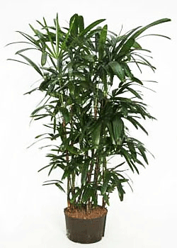 Rhapis Palm