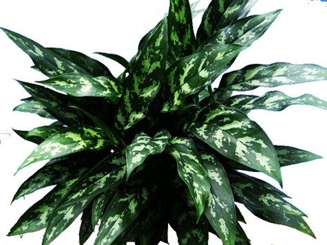 Aglaonema Maria