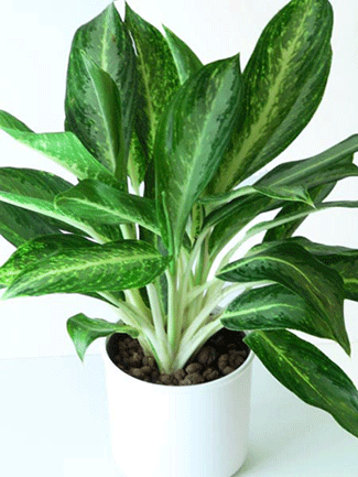 Aglaonema White Rain