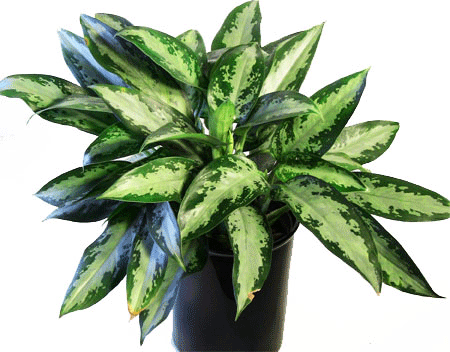 Aglaonema Jubilee