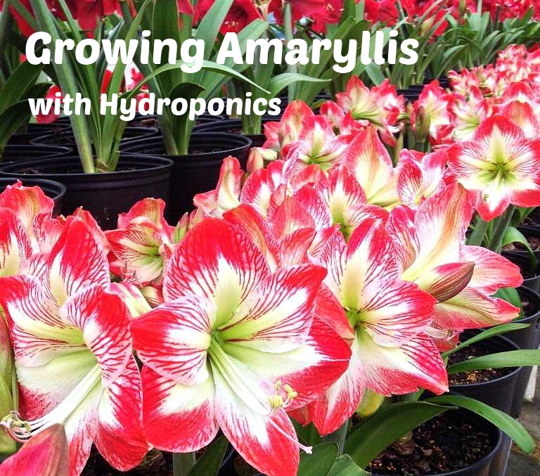 amaryllis