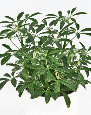 Schefflera Arboricola-Miniature variegated