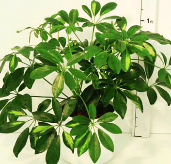 Schefflera Arboricola-variegated