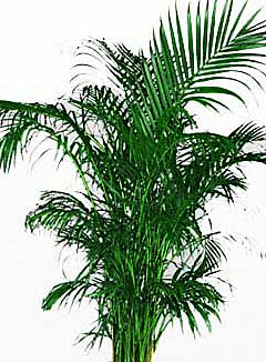 Areca Palm