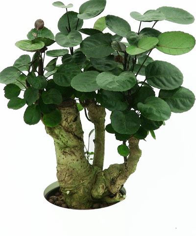 Aralia Fabian