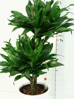 Dracaena Compacta