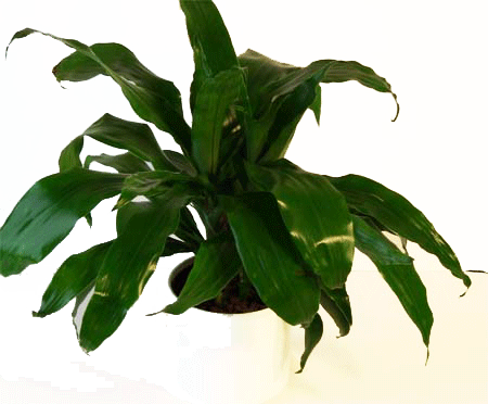 Dracaena Janet Craig