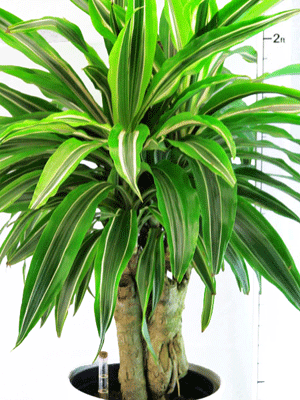 Dracaena Lemon Lime Cane