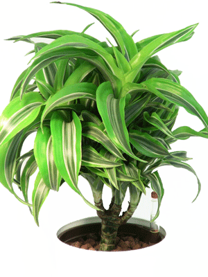 Dracaena Lemon Lime Surprise