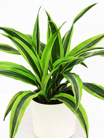 Dracaena Lemon Lime