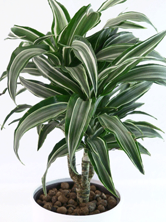 Dracaena Lemon Lime Surprise