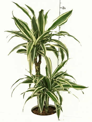 Dracaena Warnecki