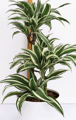 Dracaena White Stripes Cane