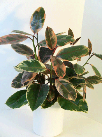 Ficus Elastisica