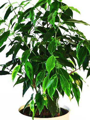 Ficus Euro