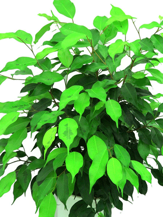 Ficus Neon