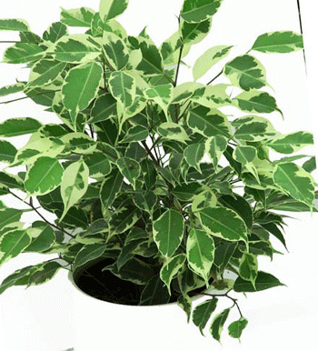 Ficus Starlight