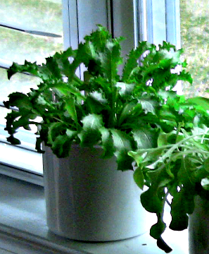 Hydroponic Herbs - growing in hydroponic planters