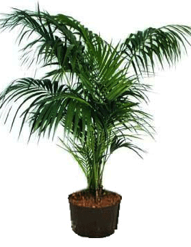 Kentia Palm