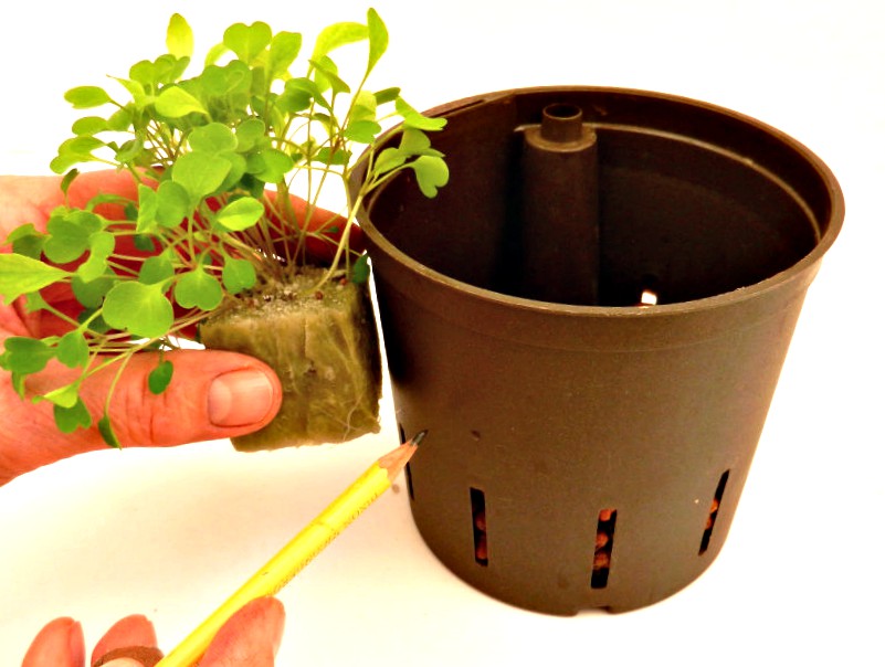 Hydroponic Herbs - preparing hydroponic pot