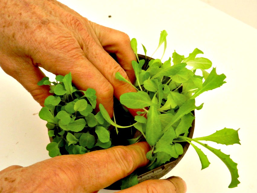 Hydroponic Herbs - planting herbs growing in rockwool into hydroponic planters