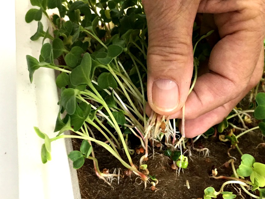 Growing microgreens - harvesting mature plants by pulling plants from jute grow mat.