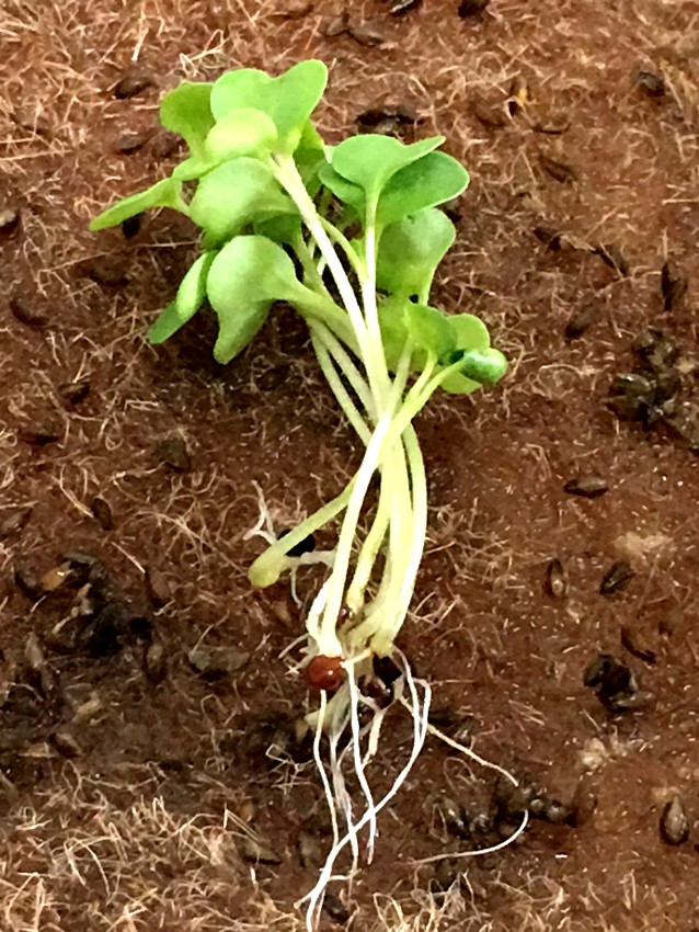 Growing microgreens - growing without soil