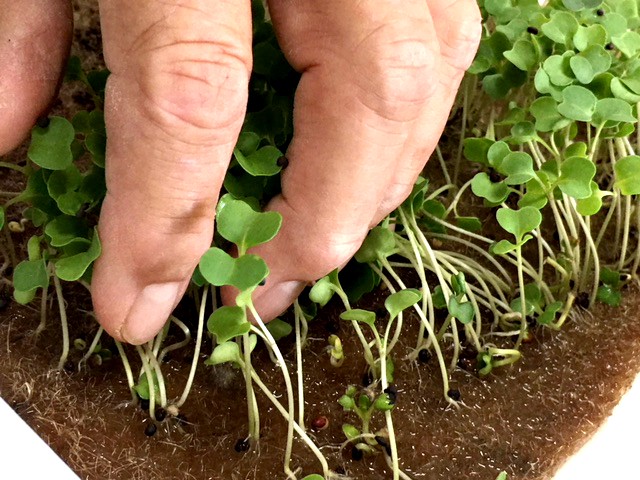 Growing microgreen with jute mats is clean and easy!
