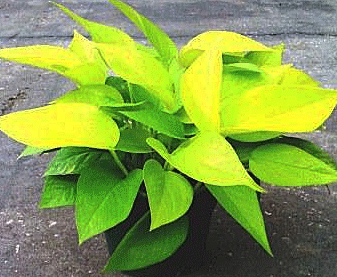 Pothos Neon