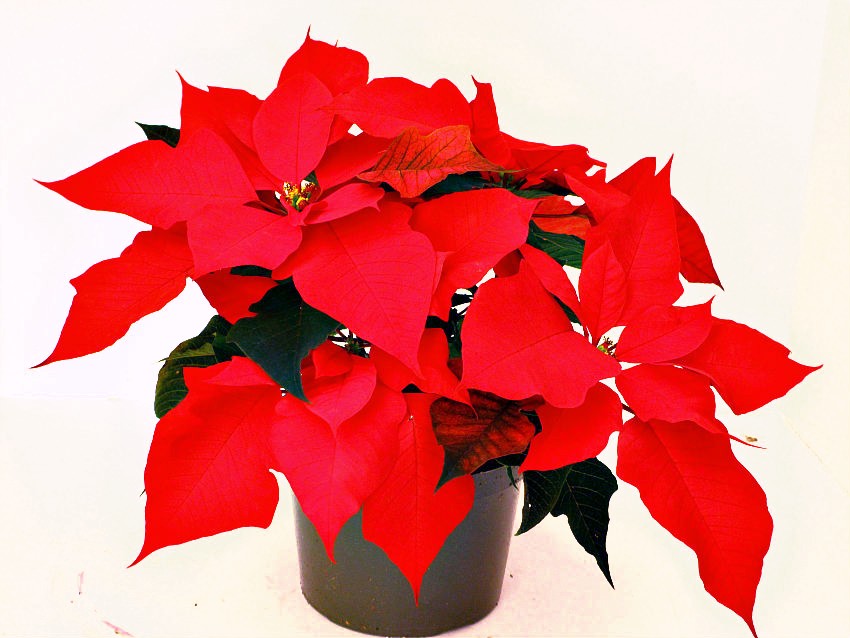 poinsettia