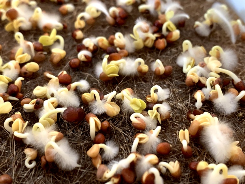 Growing microgreens - radish seeds sprouting