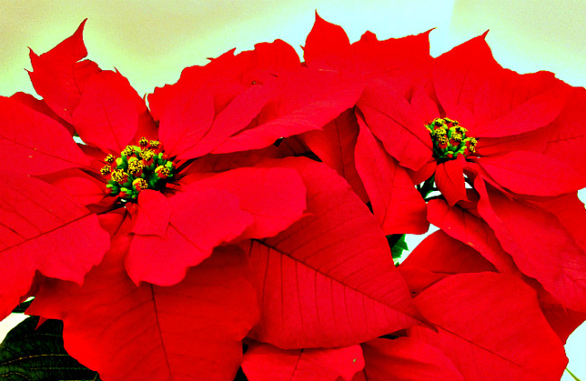 Self Watering System For Poinsettias