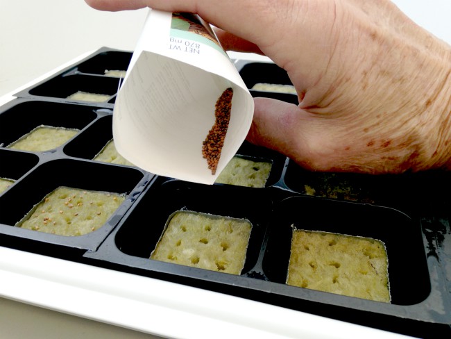 Growing herbs - planting seeds in rockwoolcubes