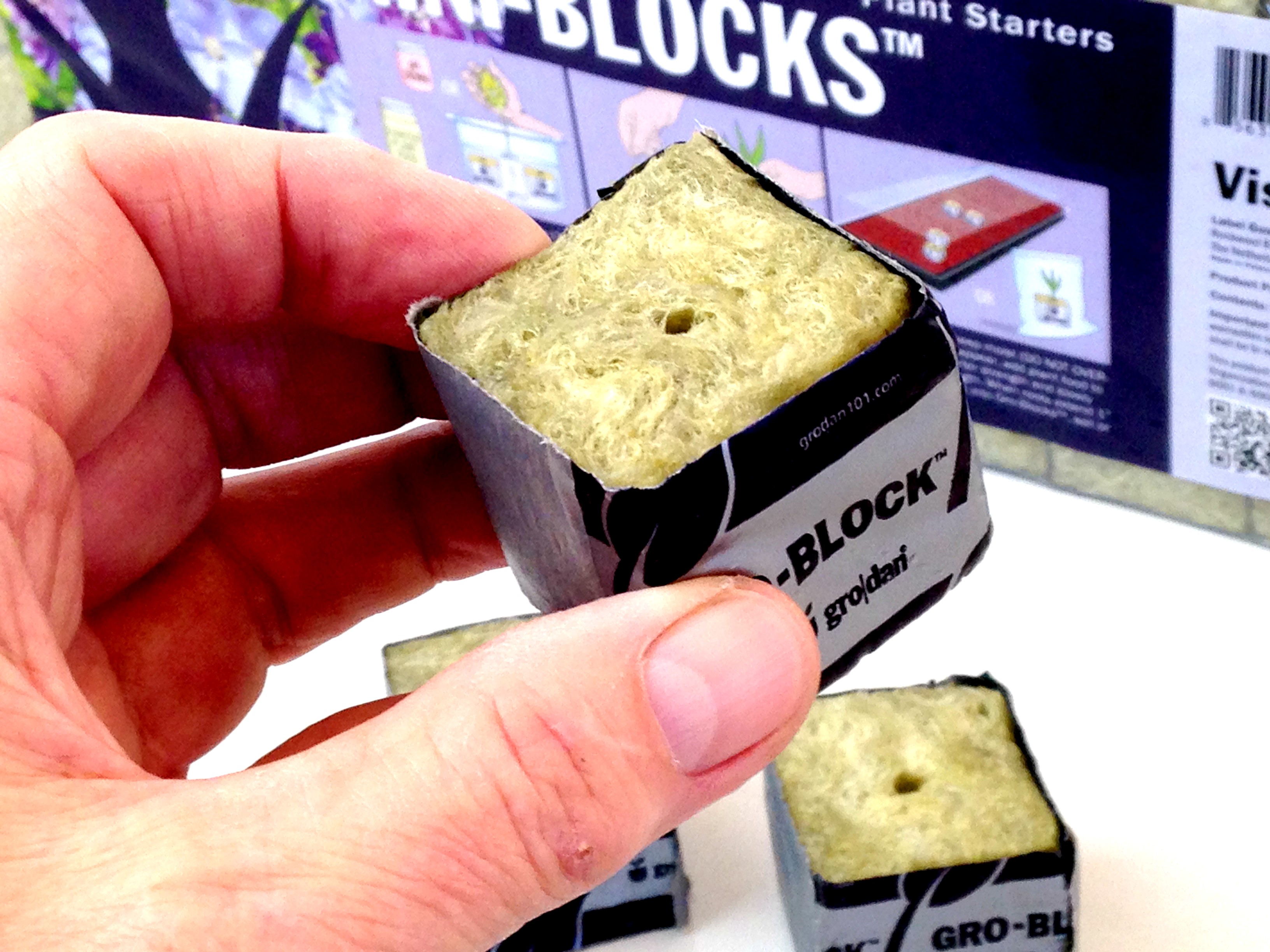 Growing herbs from seeds - Rockwool cubes
