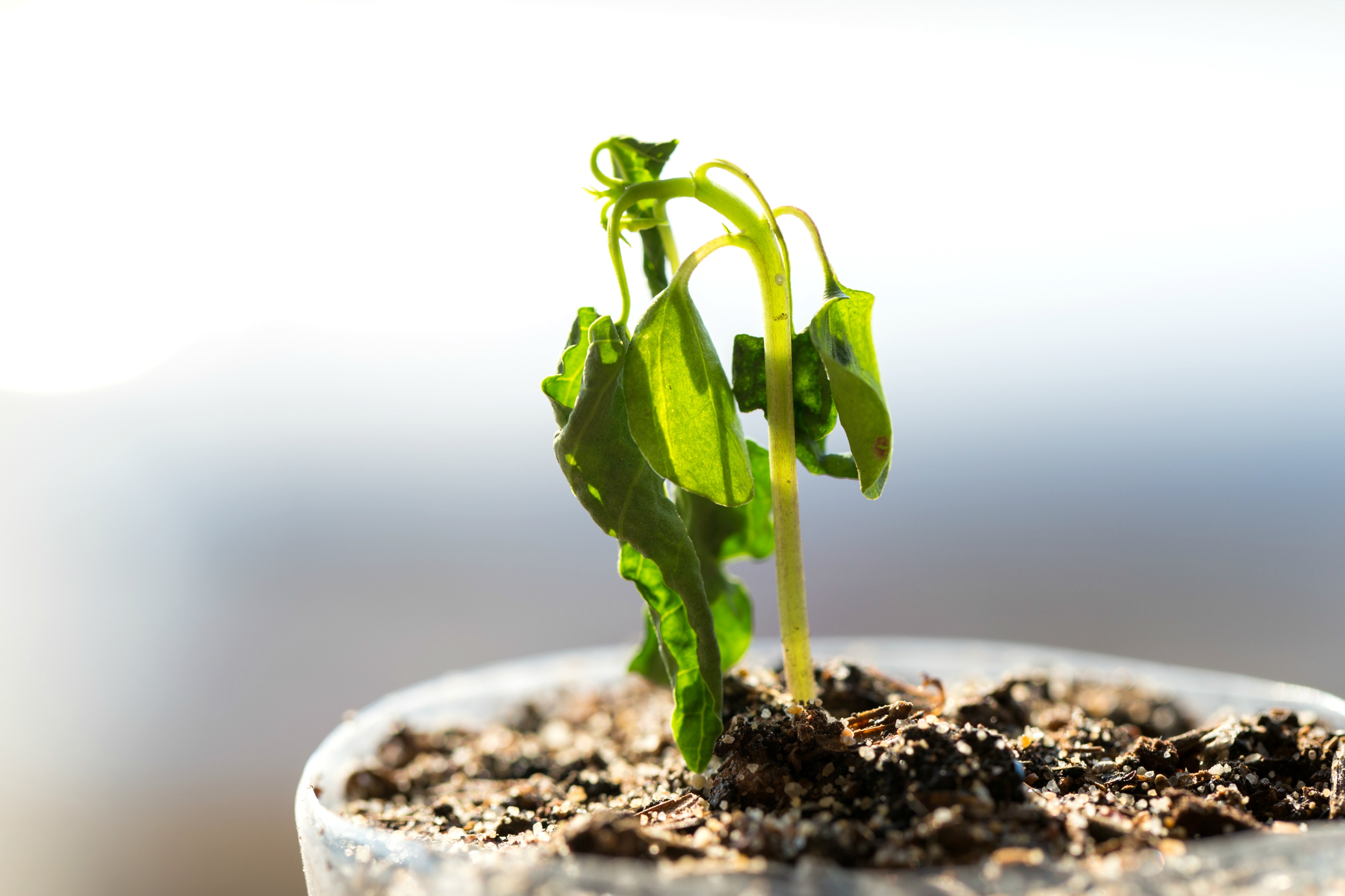 Growing herbs from seeds - plants die in soil