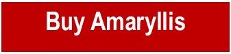 buy amaryllis