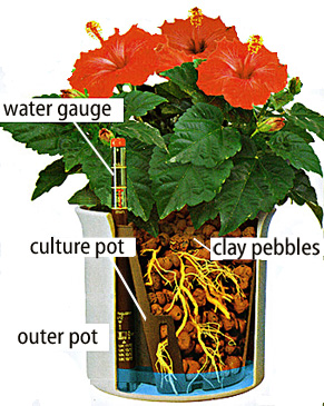 Hydroponic herbs - diagram of hydroponic system