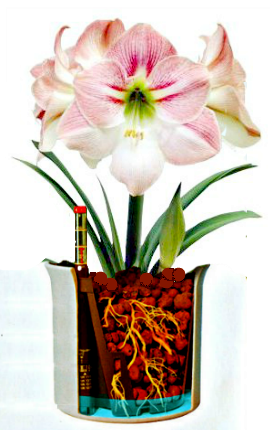 amaryllis