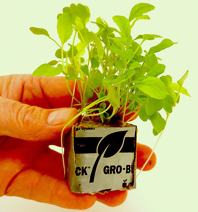 Growing herbs from seeds - seedlings in rockwool cubes