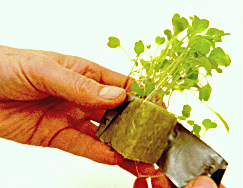Hydroponic Herbs - preparing rockwool seedling for planting