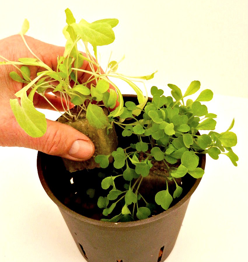 Hydroponic Herbs - planting rockwool cubes