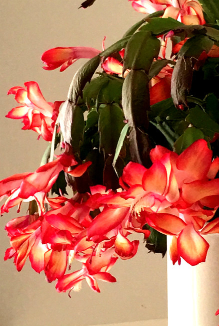 Guide to christmas cactus feeding – best fertilizer for christmas cacti Caring for your Christmas Cactus