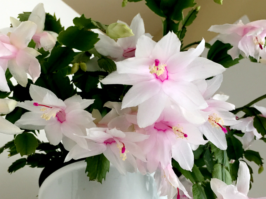 Caring for your Christmas Cactus
