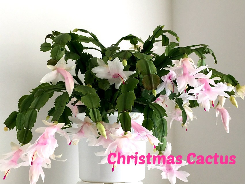 Christmas cactus